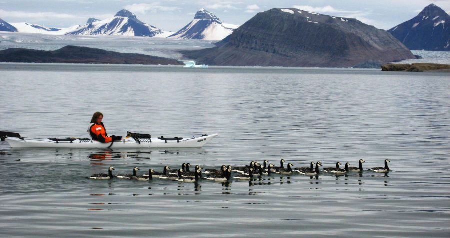 Bas herds the geese towards the nets